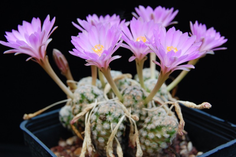 Mammillaria theresae 