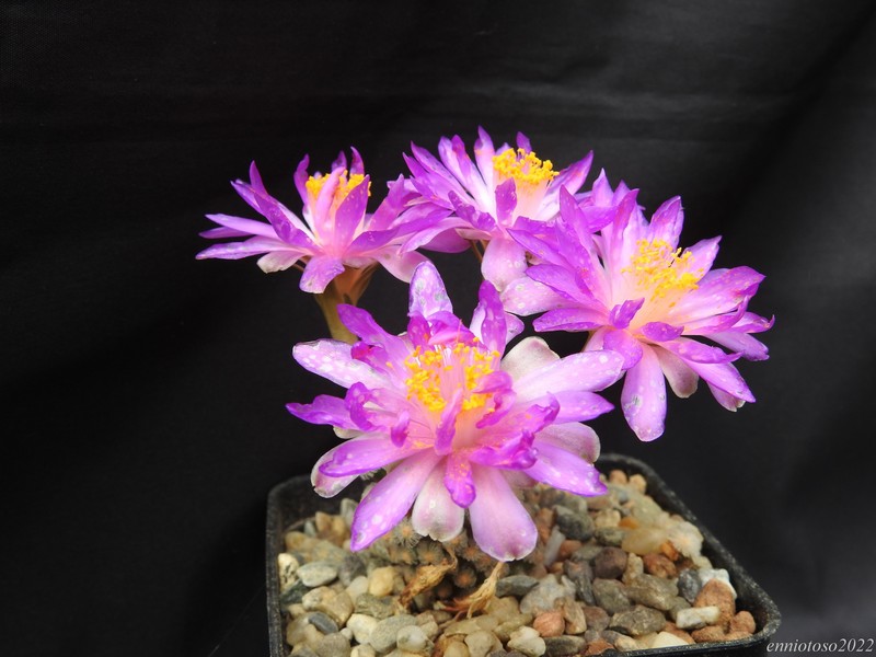 Mammillaria theresae 