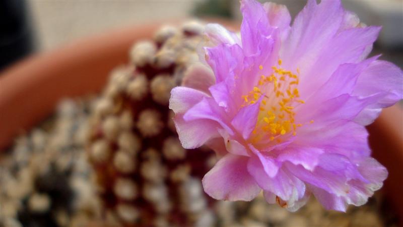 Mammillaria theresae 