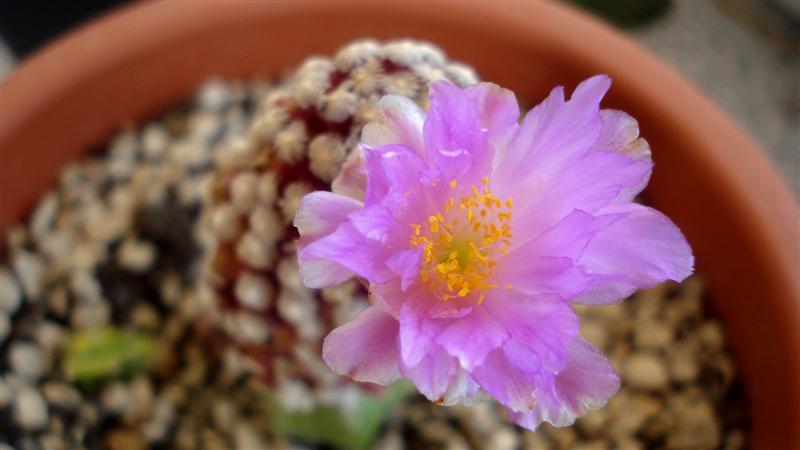 Mammillaria theresae 