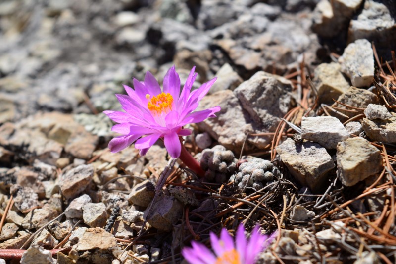 Mammillaria theresae 