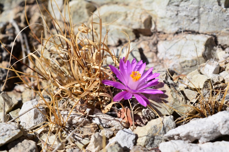 Mammillaria theresae 