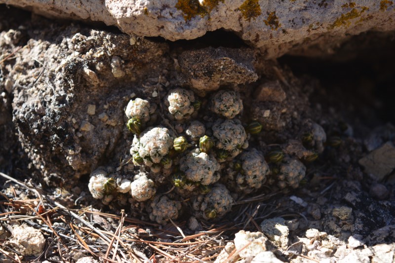 Mammillaria theresae 