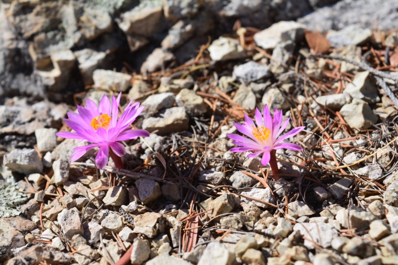 Mammillaria theresae 