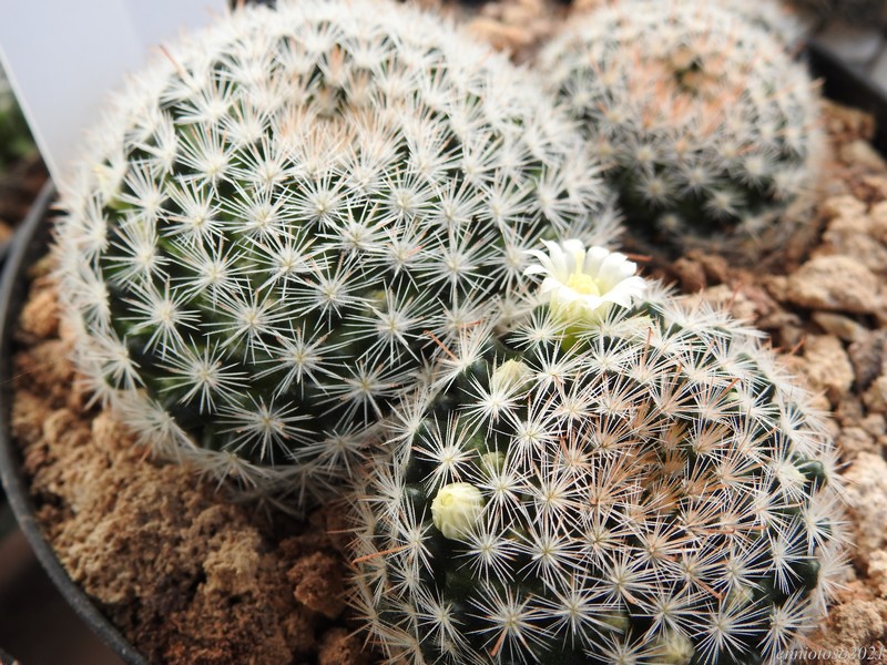 Mammillaria thomsonii 