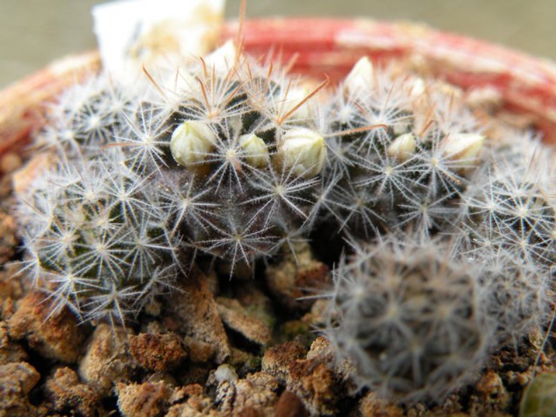 Mammillaria thomsonii 