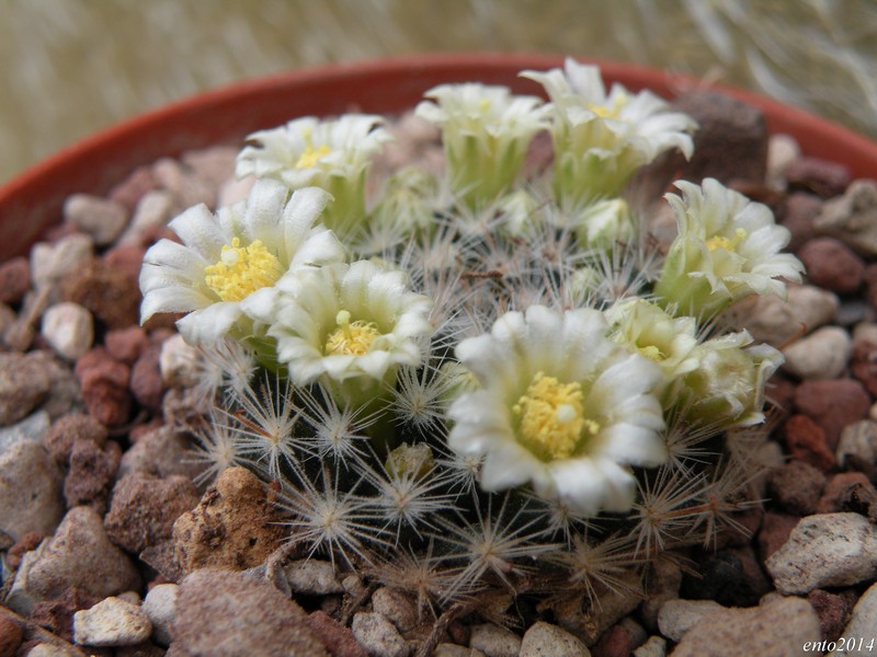 Mammillaria thomsonii 