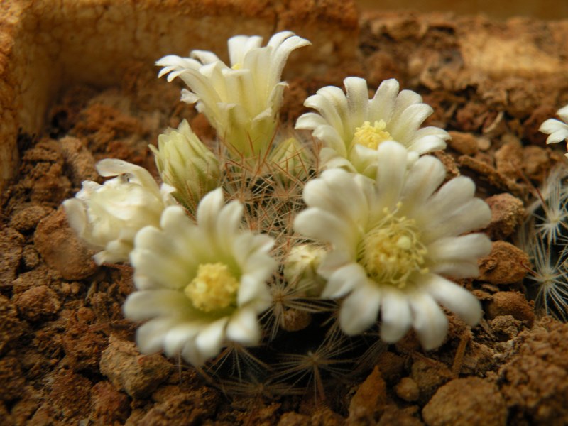 Mammillaria thomsonii 