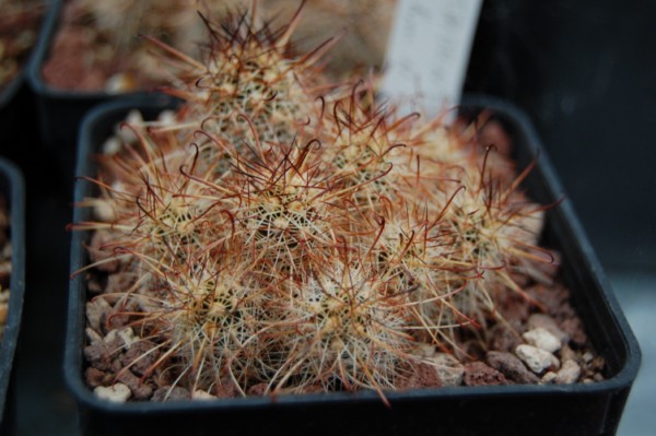 Mammillaria thornberi SB 539