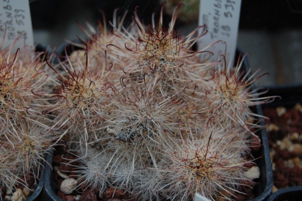 Mammillaria thornberi SB 539