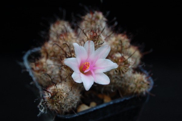 Mammillaria thornberi ssp. yaquensis REP 2118