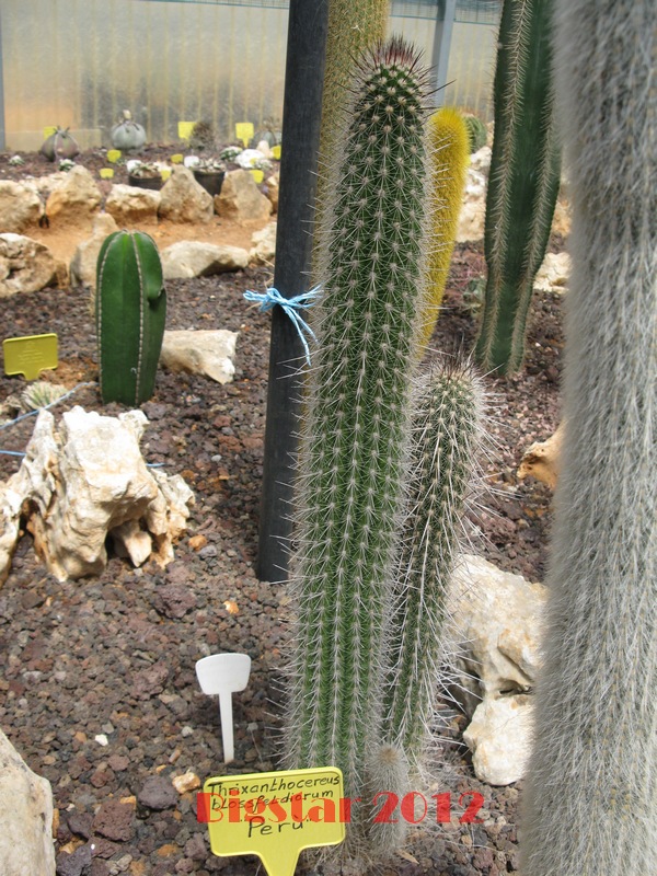 Thrixanthocereus blossfeldiorum 