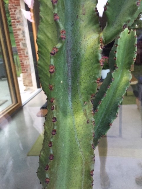 Euphorbia ingens 