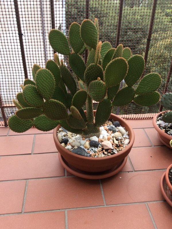 Opuntia microdasys v. rufida 