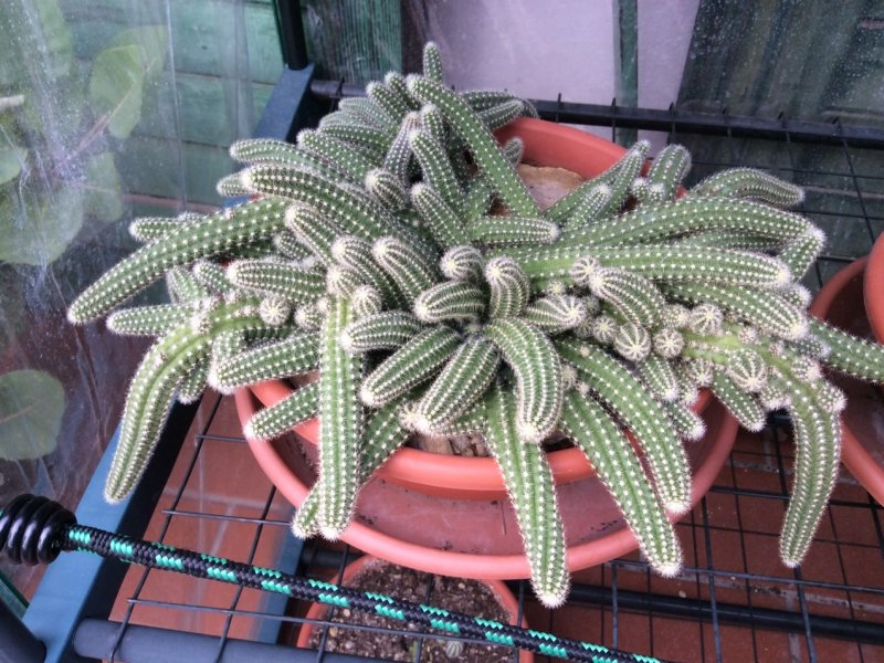 Chamaecereus silvestrii 