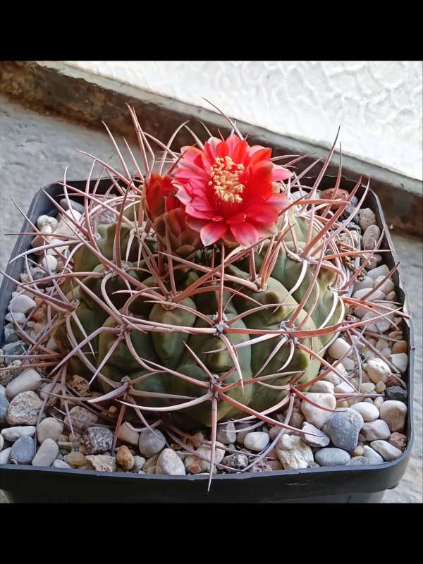 Gymnocalycium tillianum 