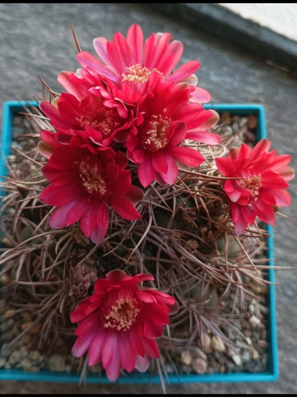 Gymnocalycium tillianum 