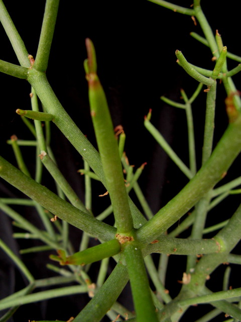 Euphorbia tirucalli 