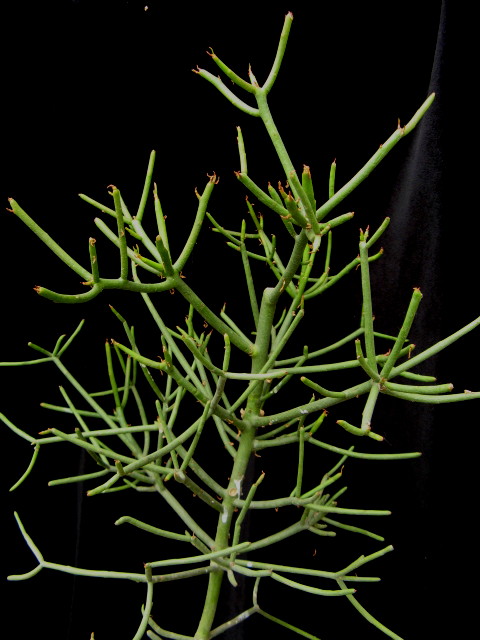 Euphorbia tirucalli 