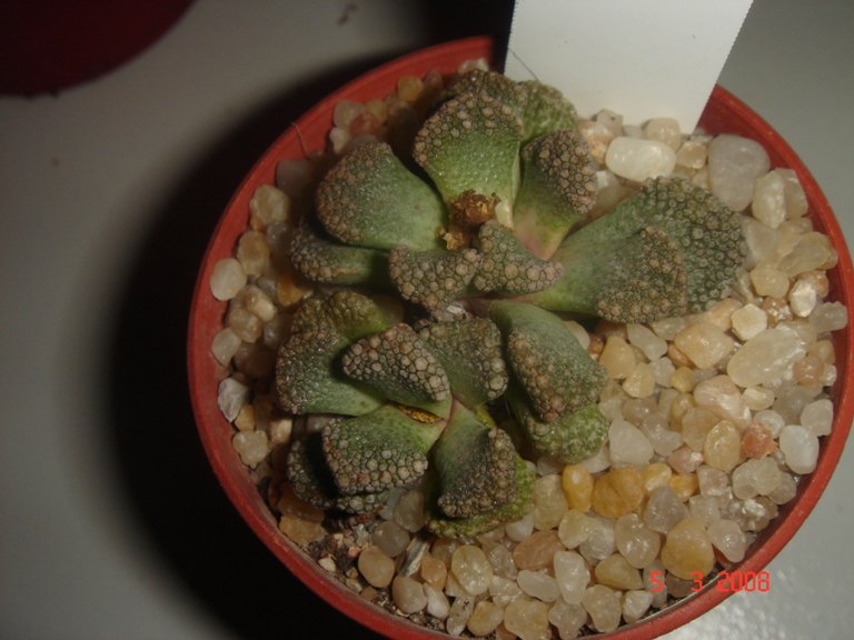 Titanopsis hugo-schlechteri 