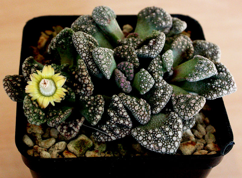 Titanopsis calcarea 