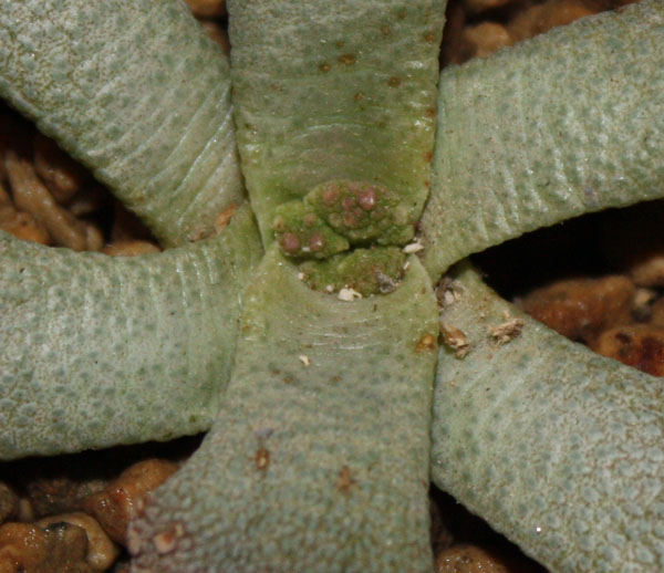 Titanopsis calcarea 