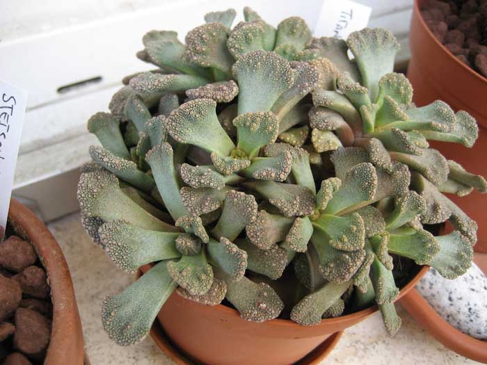 Titanopsis calcarea 