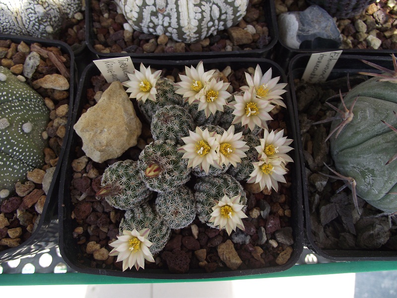 Turbinicarpus krainzianus v. minimus 