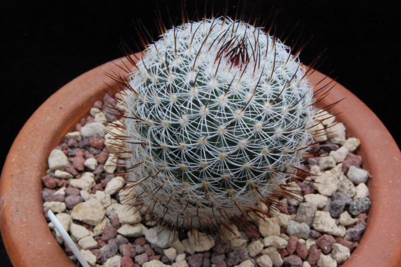 Mammillaria elegans 