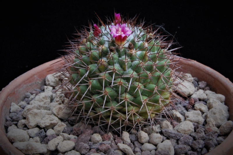 Mammillaria xochipilli TL 422