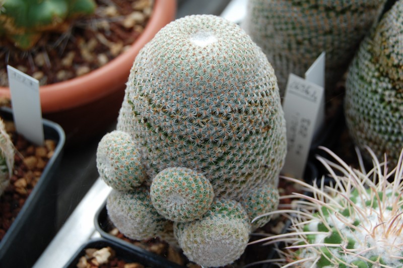 Mammillaria crucigera ssp. tlalocii FO 223