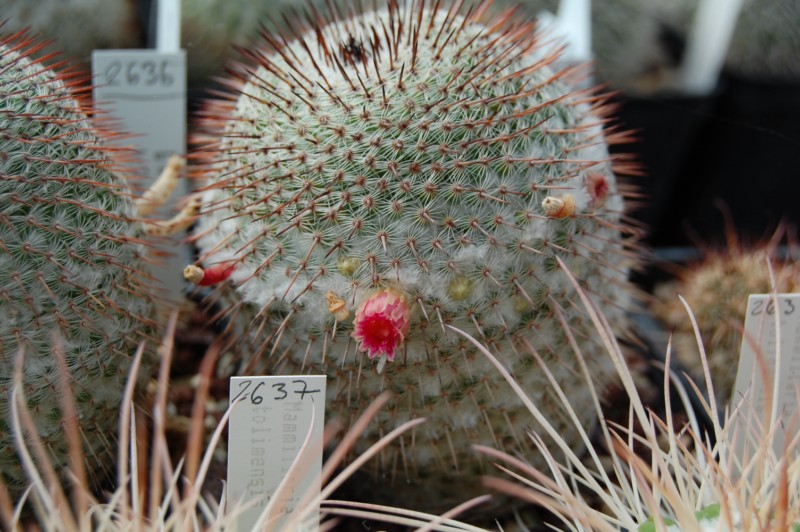 Mammillaria crucigera ssp. tlalocii FO 229