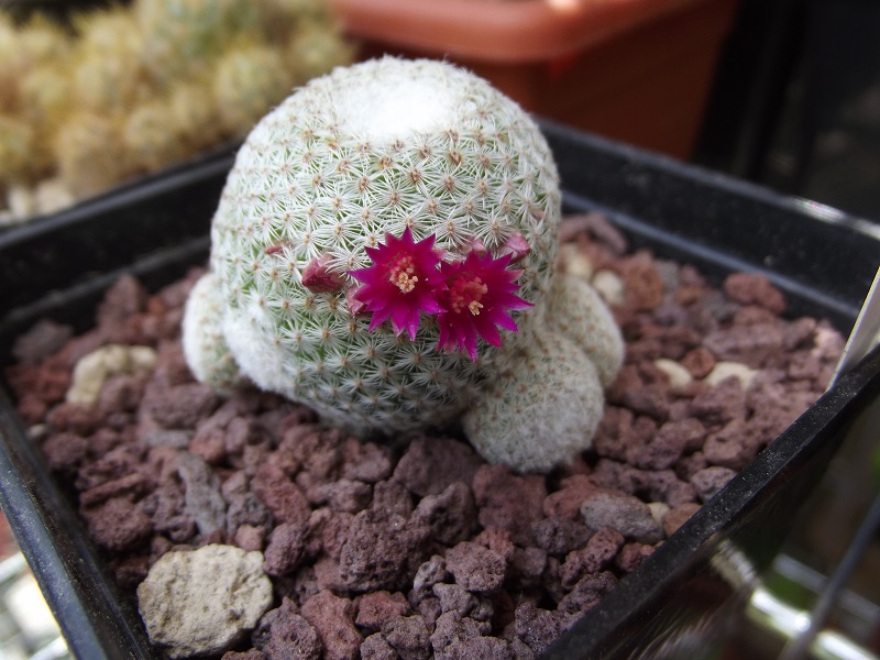 Mammillaria tlalocii 