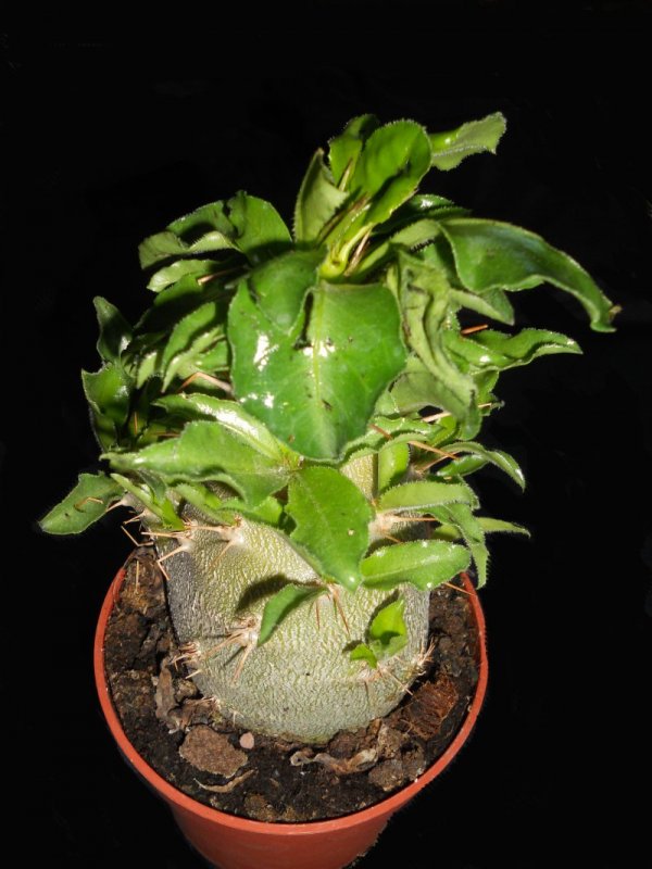 Pachypodium saundersii 