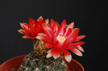 Gymnocalycium baldianum 