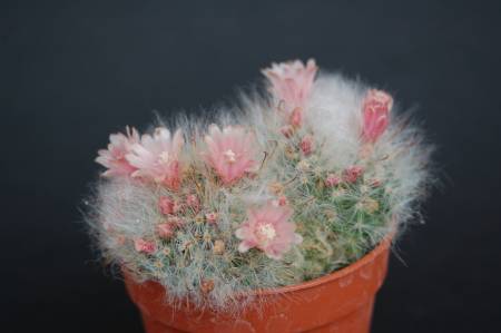 Mammillaria bocasana 