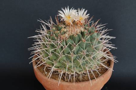 Thelocactus rinconensis 