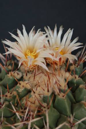 Thelocactus rinconensis 