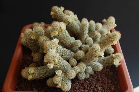 Mammillaria elongata 