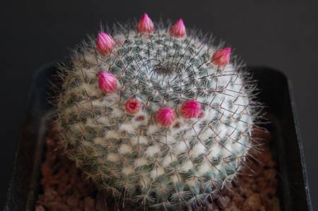 Mammillaria chionocephala 