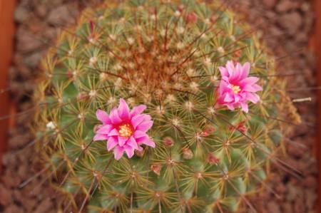 Mammillaria cv. ginsa-maru 