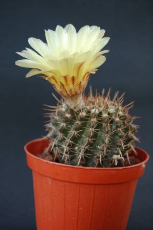 Notocactus mammulosus 