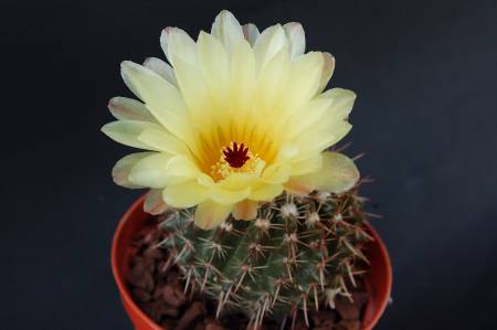 Notocactus mammulosus 