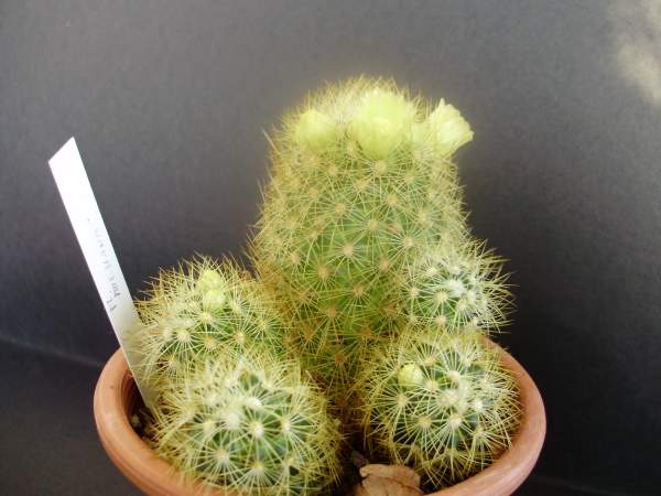 Mammillaria mieheana 