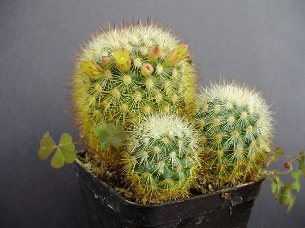 Mammillaria densispina 