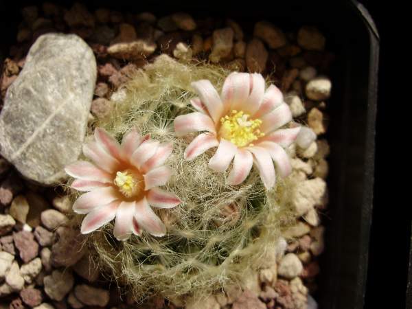 Mammillaria aureilanata 