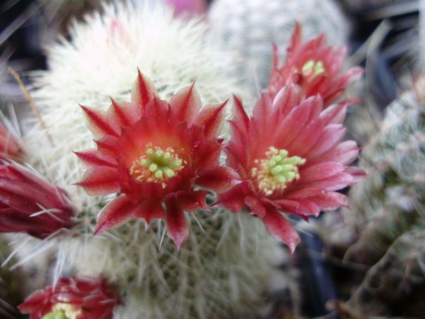 Echinocereus russanthus ssp. fiehnii L1076