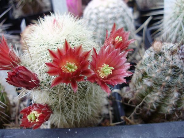 Echinocereus russanthus ssp. fiehnii L1076