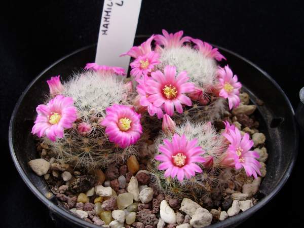 Mammillaria laui 