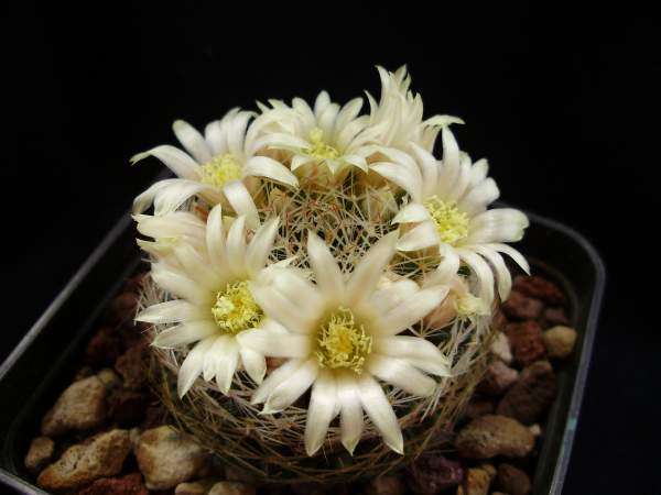 Mammillaria picta 